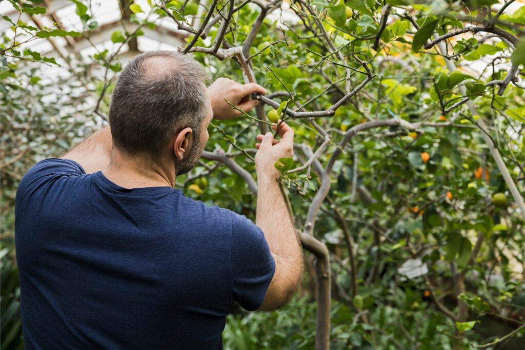 taille arbres fruitiers